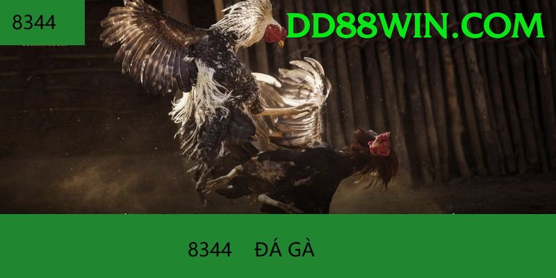 Đá Gà Trực Tiếp - dd8