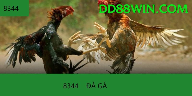 Đá Gà Trực Tiếp - Trải nghiệm tuyệt vời